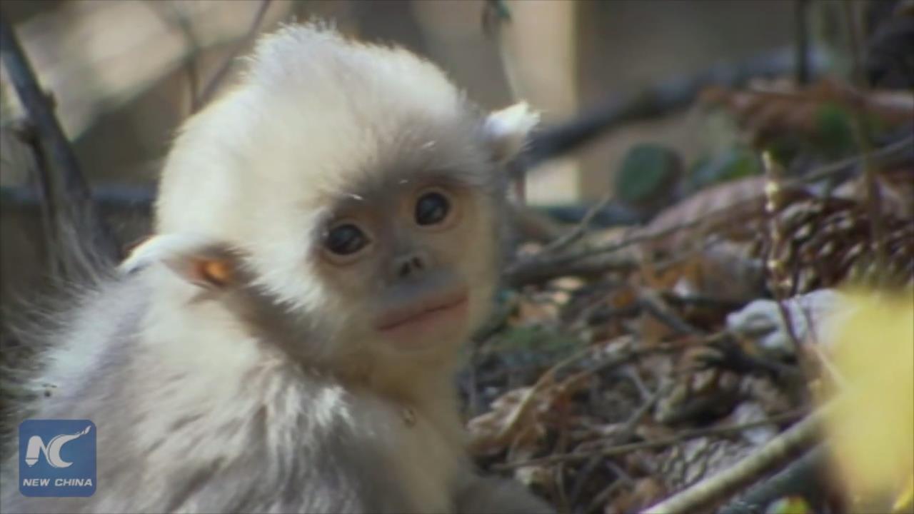 Saving the Yunnan Golden Monkey