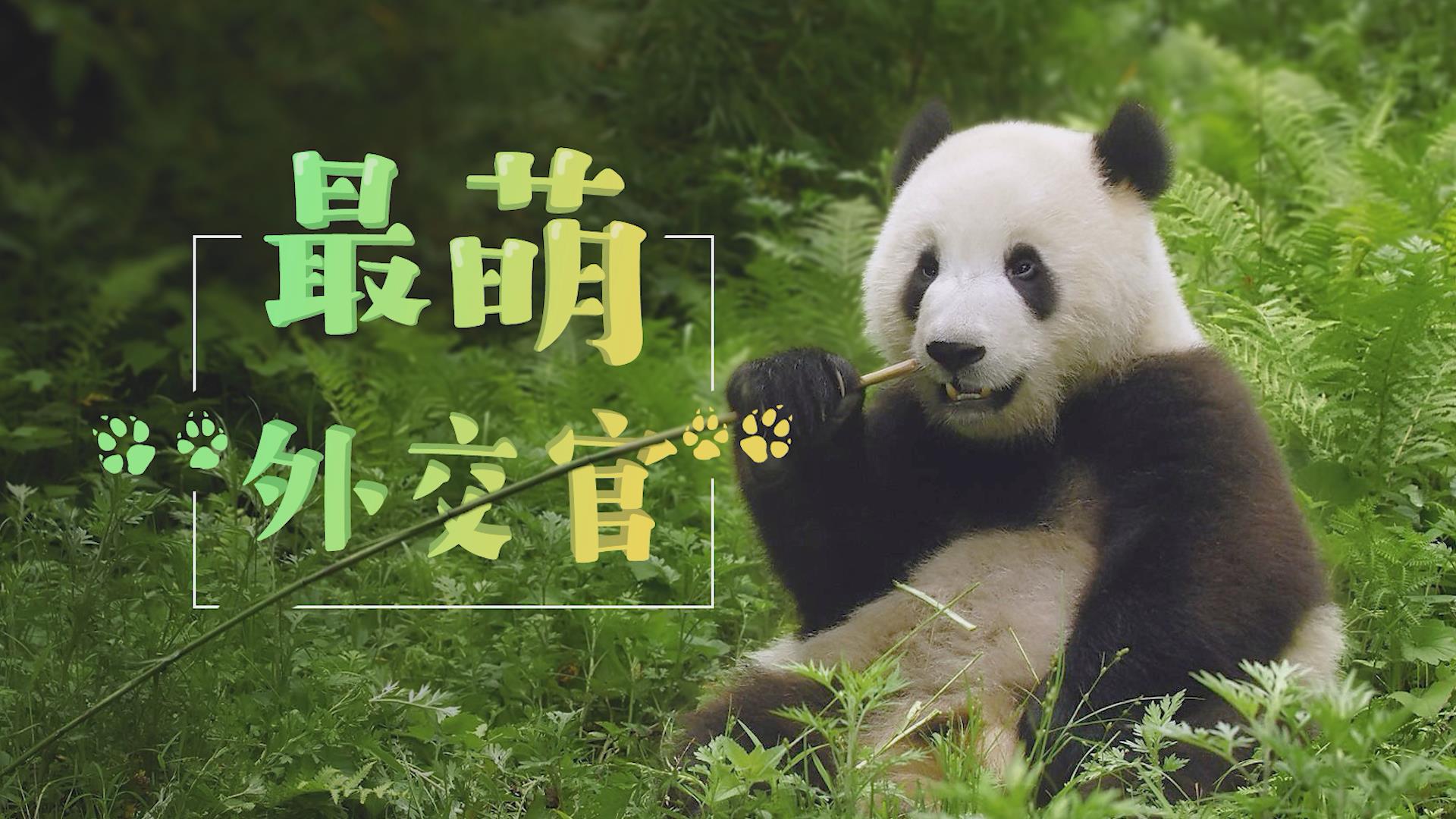 今夏牠最紅台灣成功催生貓熊寶寶- 台灣光華雜誌, image size:1920x1080